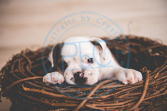 Bella - puppy newborn_042721_0110