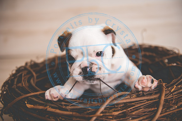 Bella - puppy newborn_042721_0115