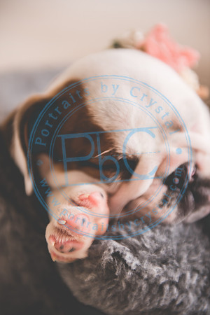 Bella - puppy newborn_042721_0263