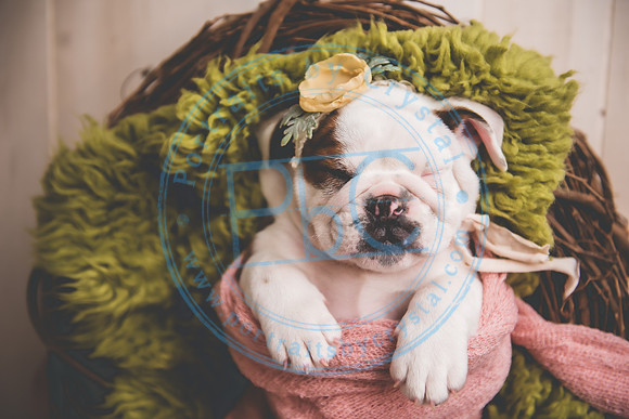 Bella - puppy newborn_042721_0278