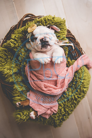 Bella - puppy newborn_042721_0288