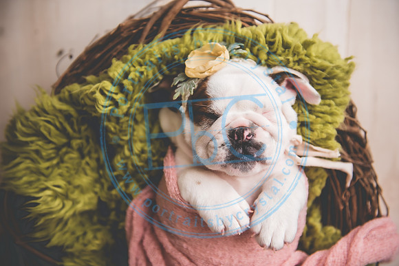 Bella - puppy newborn_042721_0283