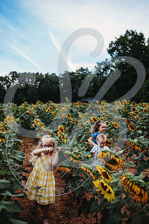 Sunflower Minis - Sherri_071422_0120
