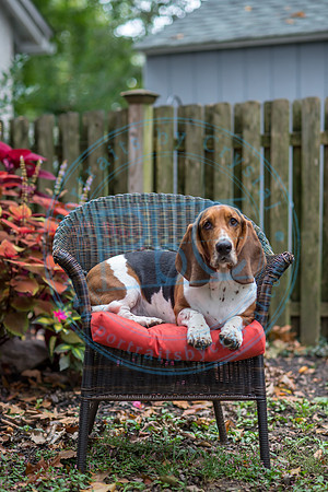 Walt & Natalie - Pups_0043