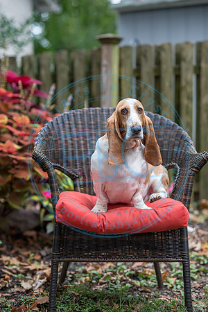 Walt & Natalie - Pups_0051