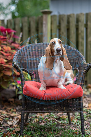 Walt & Natalie - Pups_0056