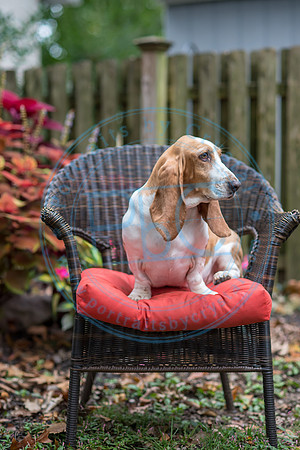 Walt & Natalie - Pups_0057