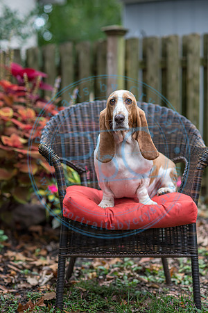 Walt & Natalie - Pups_0064