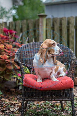 Walt & Natalie - Pups_0065