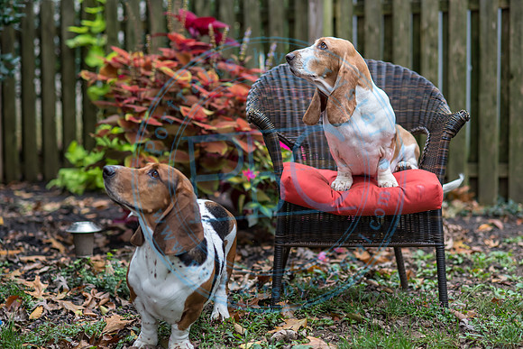Walt & Natalie - Pups_0072