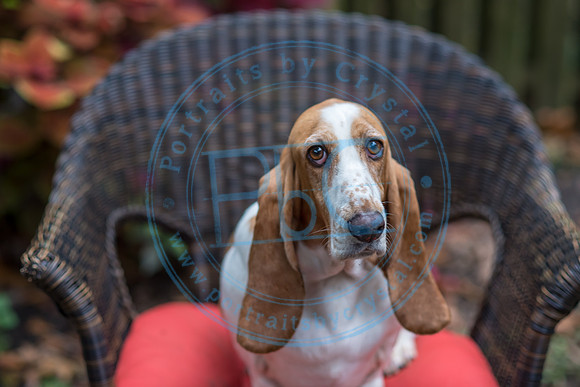 Walt & Natalie - Pups_0098