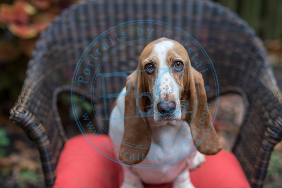Walt & Natalie - Pups_0102