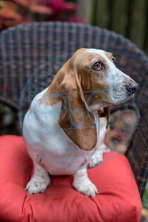 Walt & Natalie - Pups_0104