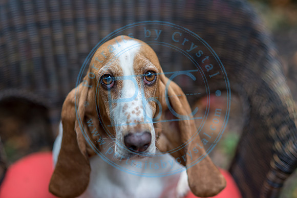 Walt & Natalie - Pups_0111