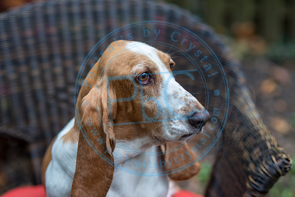 Walt & Natalie - Pups_0114