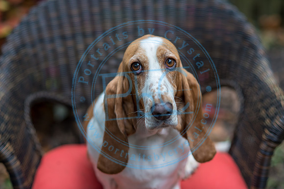 Walt & Natalie - Pups_0116