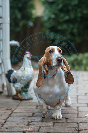 Walt & Natalie - Pups_0121