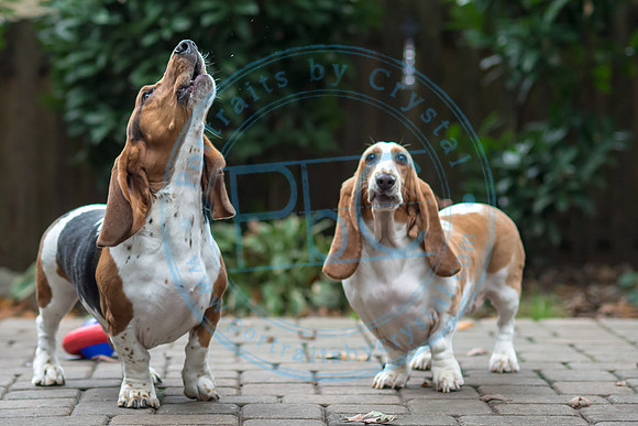 Walt & Natalie - Pups_0133