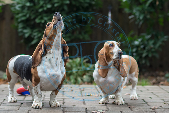 Walt & Natalie - Pups_0136