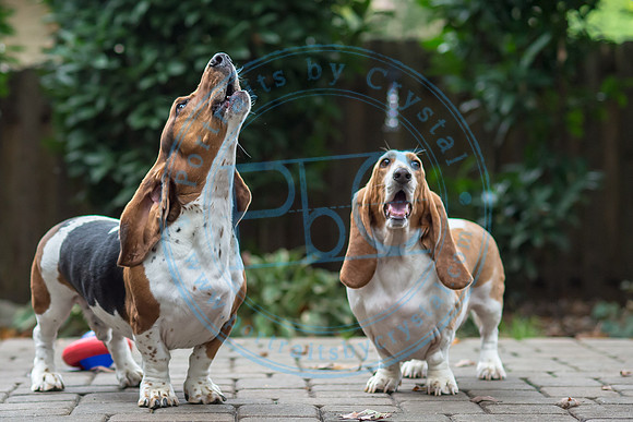 Walt & Natalie - Pups_0144