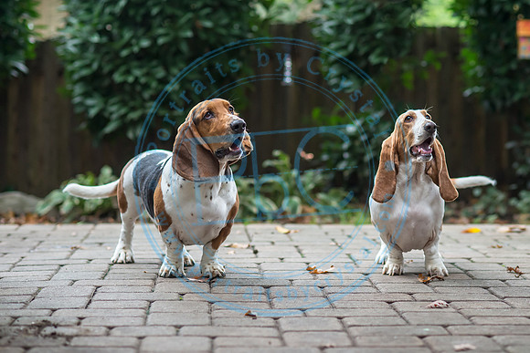 Walt & Natalie - Pups_0152