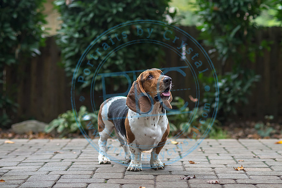 Walt & Natalie - Pups_0158