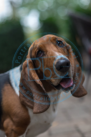 Walt & Natalie - Pups_0162