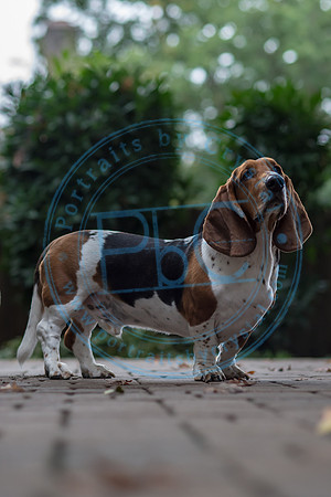 Walt & Natalie - Pups_0172