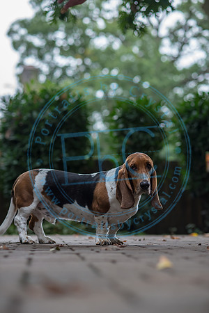 Walt & Natalie - Pups_0175