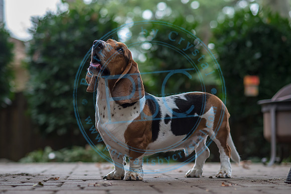 Walt & Natalie - Pups_0180
