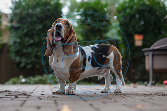Walt & Natalie - Pups_0186