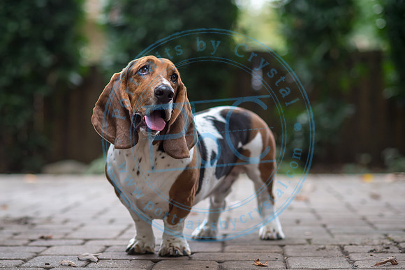 Walt & Natalie - Pups_0192