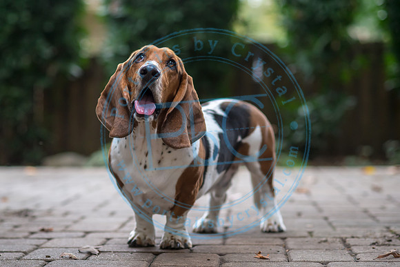 Walt & Natalie - Pups_0194