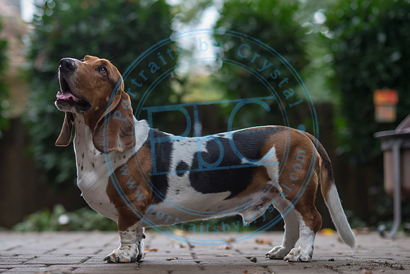 Walt & Natalie - Pups_0212