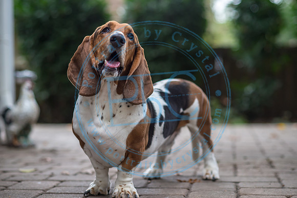 Walt & Natalie - Pups_0237