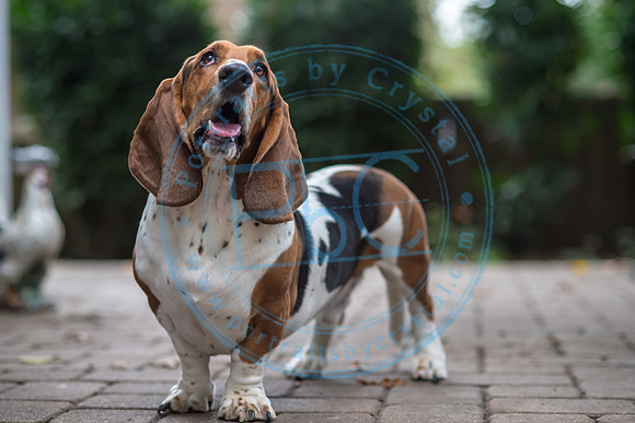 Walt & Natalie - Pups_0239