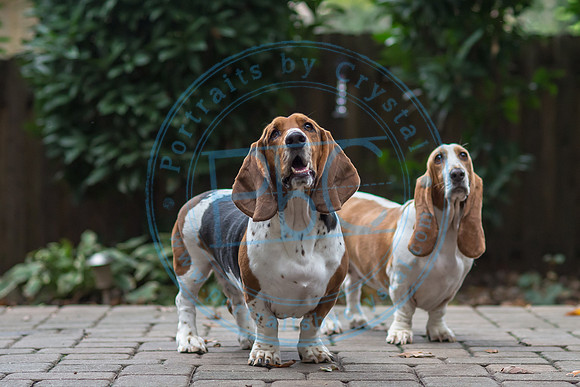 Walt & Natalie - Pups_0244