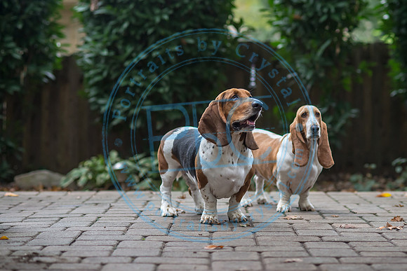 Walt & Natalie - Pups_0246