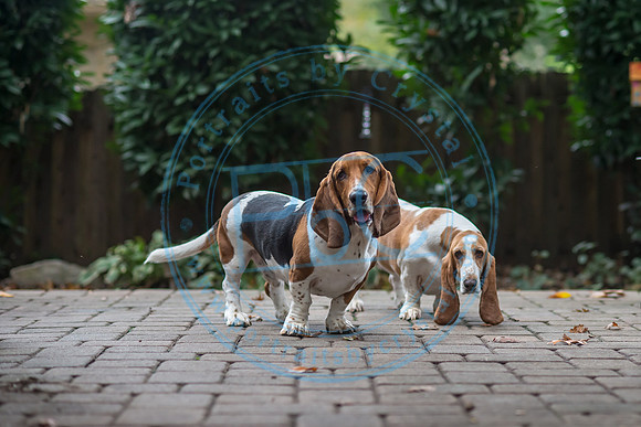 Walt & Natalie - Pups_0248