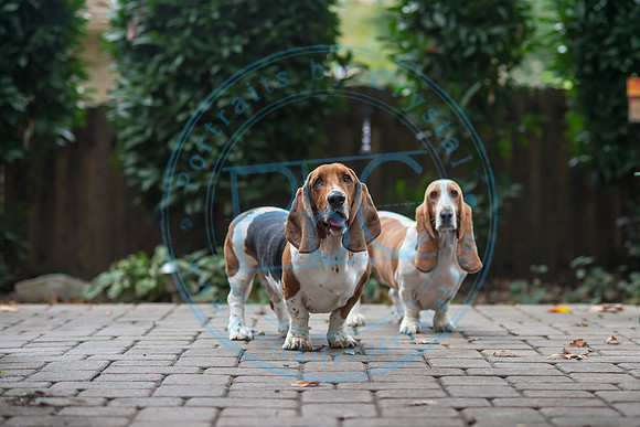 Walt & Natalie - Pups_0251