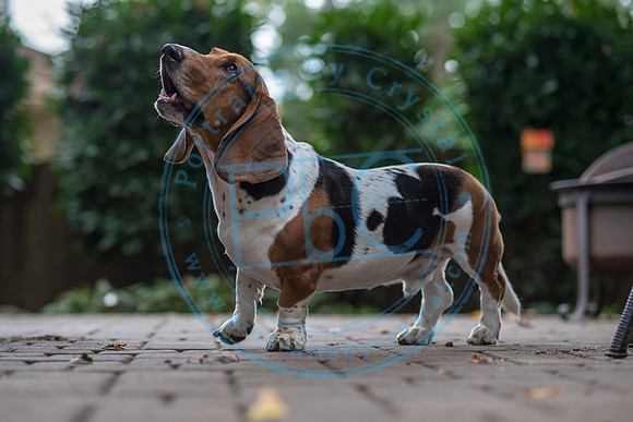 Walt & Natalie - Pups_0179