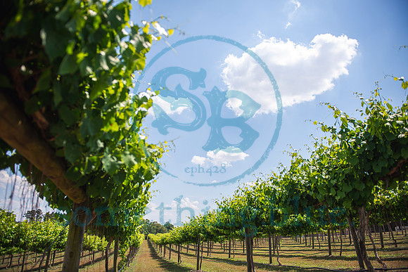 Lindsey & Ramie - Wedding Slideshow 05182019.01
