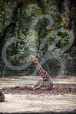 Zoo Trip 2023_122823_2032