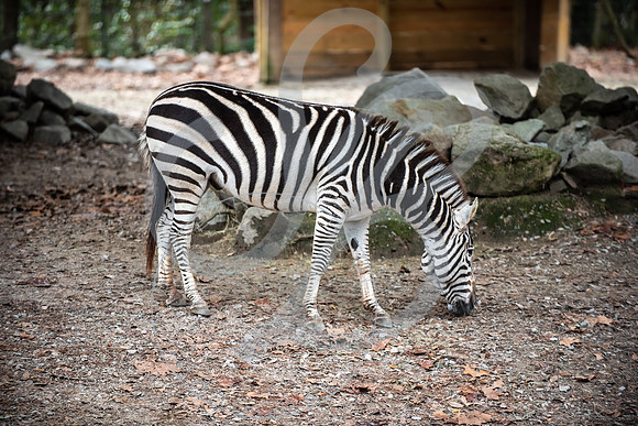 Zoo Trip 2023_122823_2088
