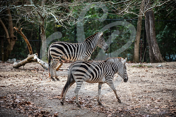 Zoo Trip 2023_122823_2097