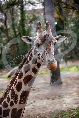 Zoo Trip 2023_122823_2115