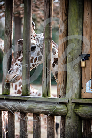 Zoo Trip 2023_122823_2110