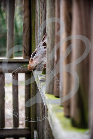 Zoo Trip 2023_122823_2122