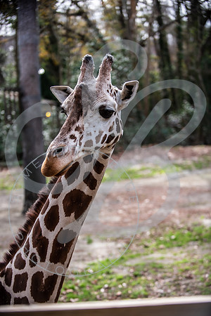 Zoo Trip 2023_122823_2117