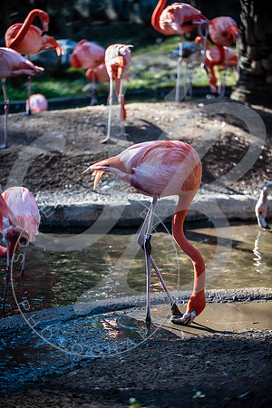 Zoo Trip 2023_122823_2308